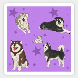 Alaskan Malamute Pattern Purple Sticker